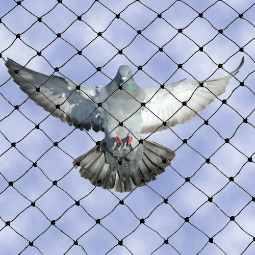bird-nets
